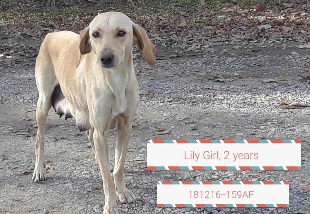 Adopt Lily Girl a Tan/Yellow/Fawn Hound (Unknown Type) / Golden Retriever /