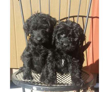 Labradoodle pups F1