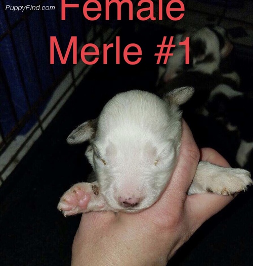 Female Merle