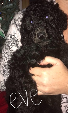 Poodle (Standard) PUPPY FOR SALE ADN-111089 - Standard Poodle Puppies