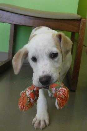 Adopt Marley a White Terrier (Unknown Type, Small) / Mixed dog in Benton