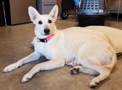 Adopt Bellisimo a White German Shepherd Dog / Collie / Mixed dog in Normal