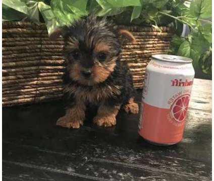 Pyrotech Yorkshire Terrier Puppies