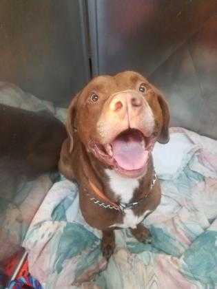 Adopt Oakley a Brown/Chocolate Labrador Retriever / American Pit Bull Terrier /