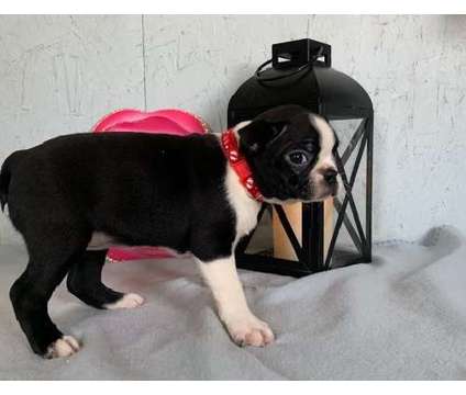 Refreshed Boston Terrier Puppies Available