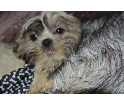 Shih Tzu Pure bred
