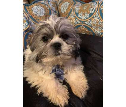 Shih Tzu Pure bred