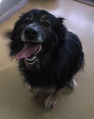 Adopt Mr. Magoo a Black German Shepherd Dog / Collie / Mixed dog in Orleans