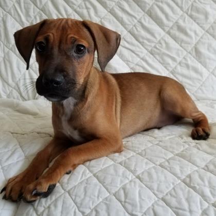 Adopt Coffee a Brown/Chocolate Dachshund / Mixed dog in Ossipee, NH (23898387)