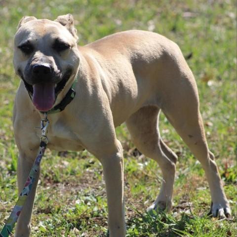 Adopt Lucky a Tan/Yellow/Fawn Black Mouth Cur dog in Lake Panasoffkee