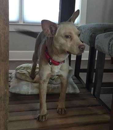 Adopt Dorika a Brown/Chocolate Mixed Breed (Small) / Mixed dog in Chamblee