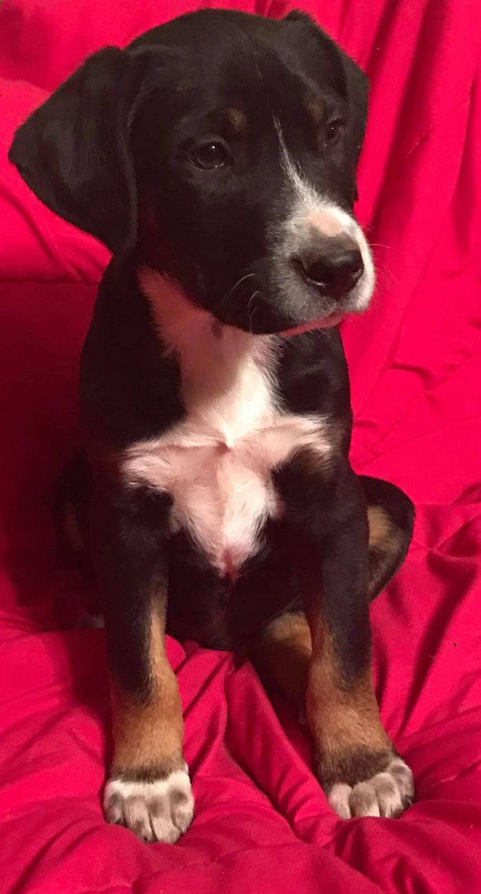 Adopt Reese a Tricolor (Tan/Brown & Black & White) Labrador Retriever / Mixed