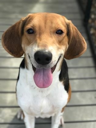 Adopt Clifford a Foxhound / Mixed dog in Bradenton, FL (20493438)