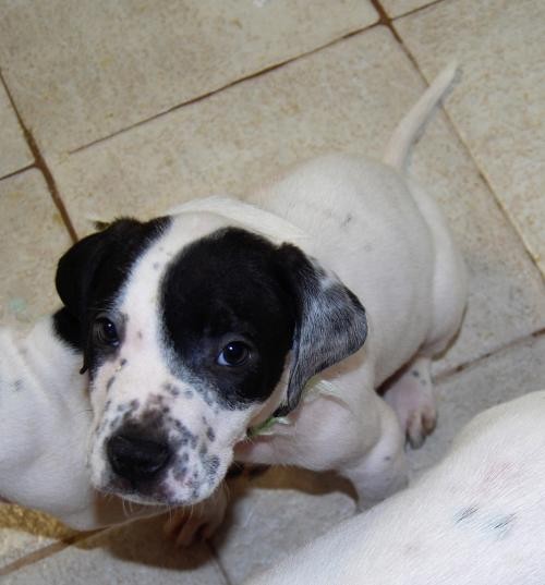 Adopt Kaiden a White - with Black Boxer / Mixed dog in North Myrtle Beach