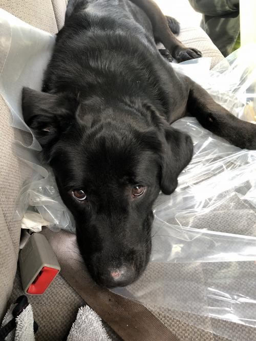 Adopt Sy a Flat-Coated Retriever / Mixed dog in Sparta, TN (24188424)