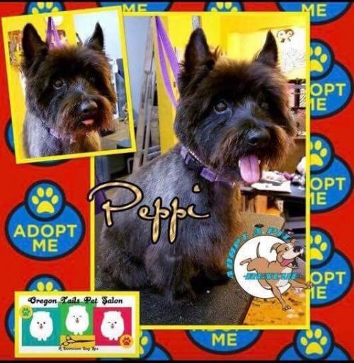 Adopt Pepe Le Pew a Cairn Terrier