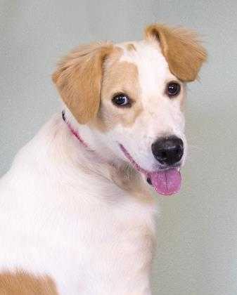 Adopt Gunner a White Golden Retriever / Hound (Unknown Type) / Mixed dog in