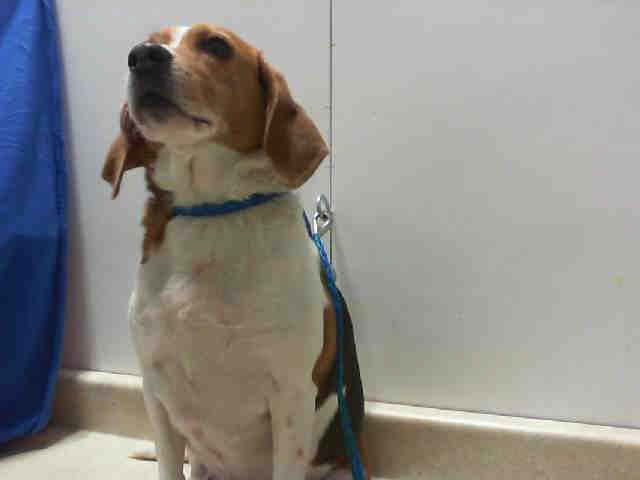 Adopt THOR a Tricolor (Tan/Brown & Black & White) Beagle / Mixed dog in Las