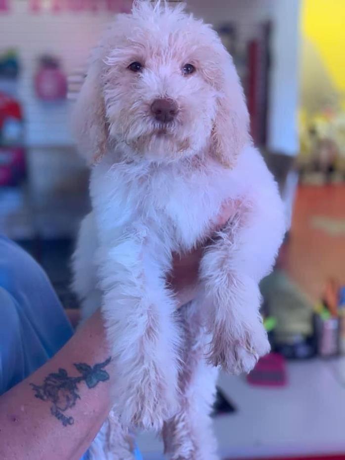 Adopt Gage a White Goldendoodle / Mixed dog in Phoenix, AZ (24861634)