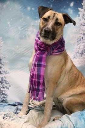 Adopt Zoey a Tan/Yellow/Fawn Shepherd (Unknown Type) / Mixed dog in Twin Falls