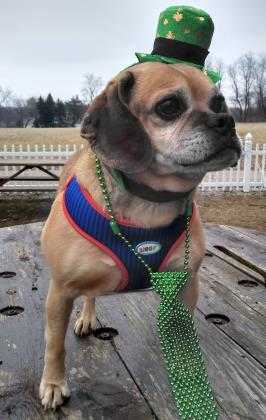 Adopt Brooks a Tan/Yellow/Fawn Pug / Mixed dog in Louisville, OH (24690255)