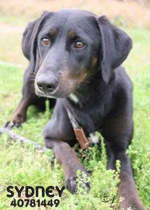 Adopt Sydney a Black Labrador Retriever / Mixed dog in Gulfport, MS (24690261)