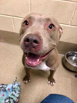 Adopt Fig a Tan/Yellow/Fawn American Pit Bull Terrier / Mixed dog in Newport
