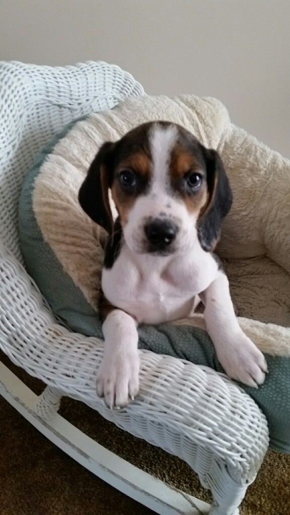 Adopt Teton a Tricolor (Tan/Brown & Black & White) Beagle / Mixed dog in