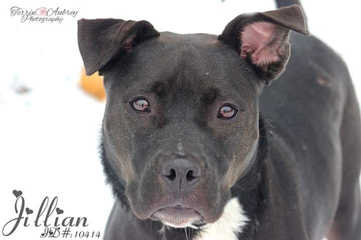 Adopt JILLIAN a Black - with White Mixed Breed (Medium) / Mixed dog in Flint
