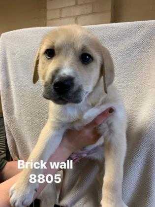 Adopt Brick Wall a Tan/Yellow/Fawn Great Pyrenees / Labrador Retriever / Mixed