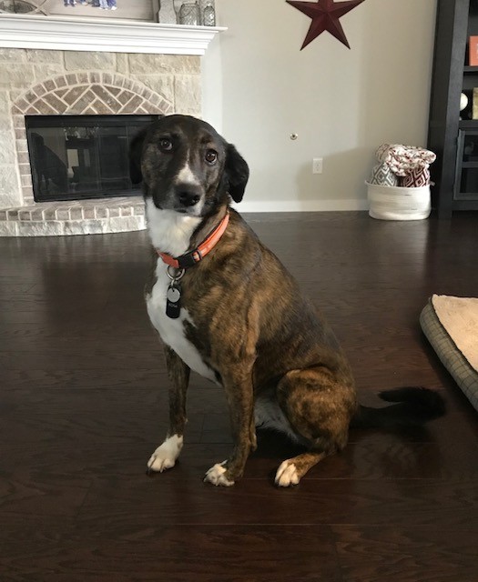 Adopt Kona a Brindle Boxer / Labrador Retriever dog in Celina, TX (24854912)