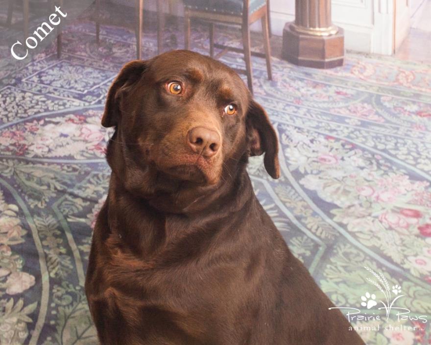 Adopt Comet a Brown/Chocolate Labrador Retriever / Mixed Breed (Large) / Mixed