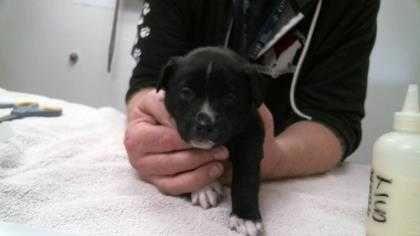 Adopt Barney a Black Mixed Breed (Small) / Mixed dog in Farmington