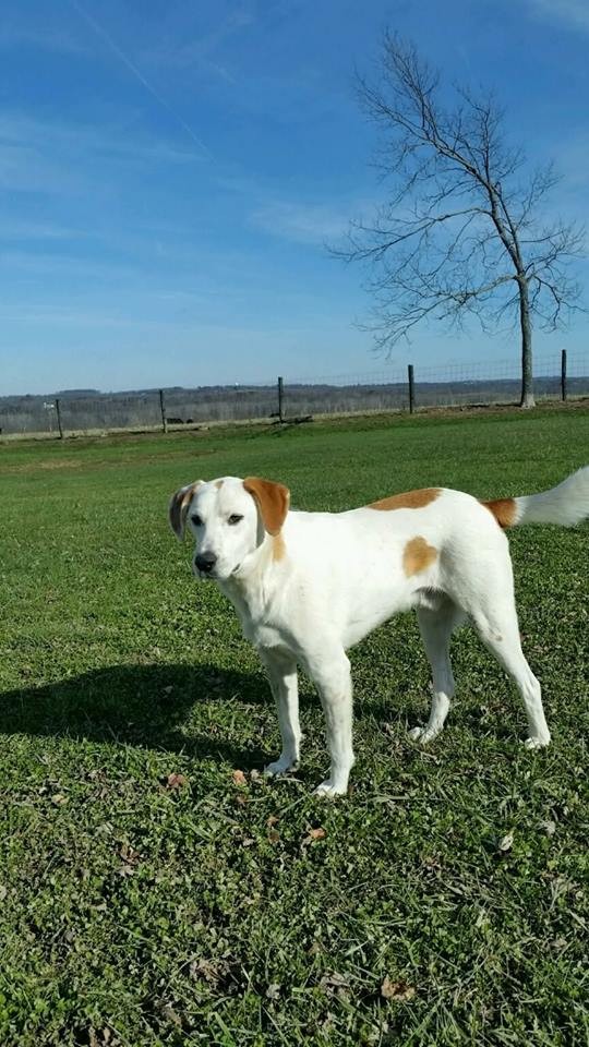 Adopt Charlie a White - with Brown or Chocolate Great Pyrenees / Hound (Unknown