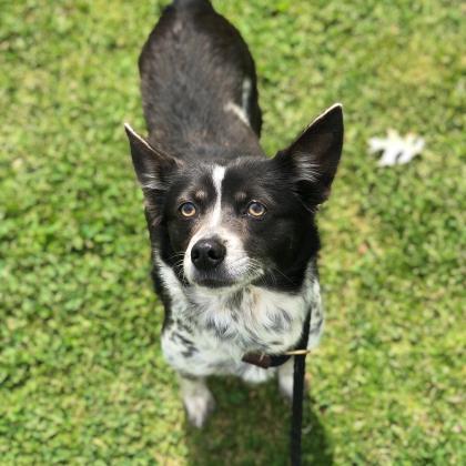 Adopt Brody a Black Border Collie / Mixed dog in Atlanta, GA (24845867)
