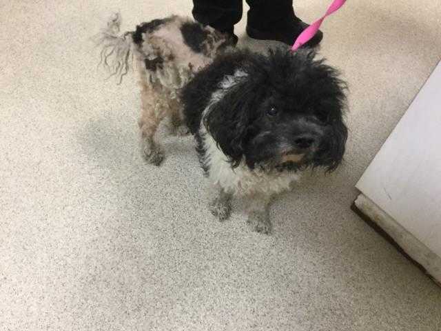 Adopt Dog a Black - with White Poodle (Toy or Tea Cup) / Mixed dog in Jurupa