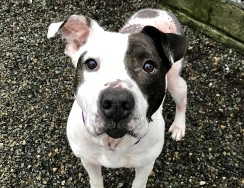 Adopt CJ a Brown/Chocolate Pit Bull Terrier / Mixed dog in Tacoma, WA (20578669)