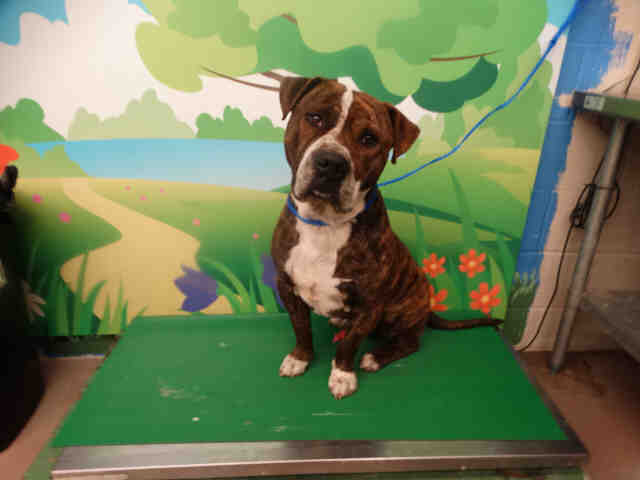 Adopt CASANOVA a Brindle - with White American Pit Bull Terrier / Mixed dog in