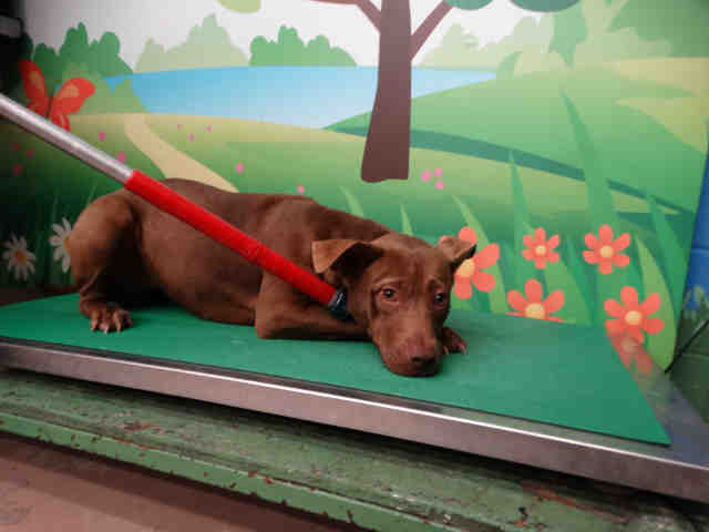 Adopt JASMINE a Brown/Chocolate Labrador Retriever / Mixed dog in Waco