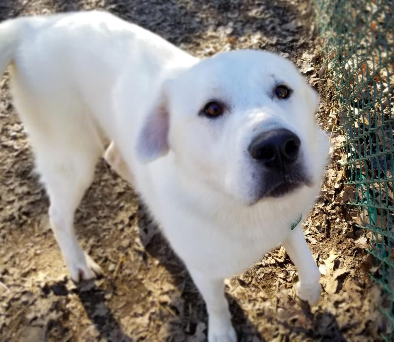 Adopt Marvel a Great Pyrenees, Labrador Retriever