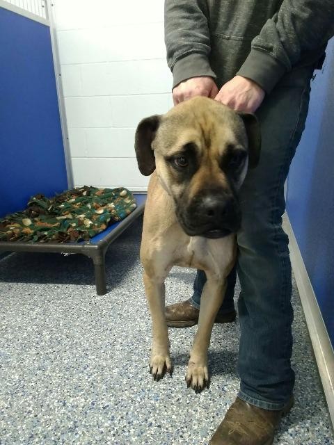 Adopt Fuller a Mastiff / Boxer / Mixed dog in Angola, IN (24689404)