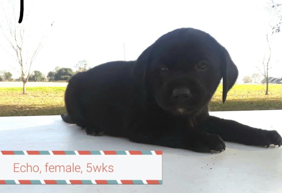 Adopt Echo a Black Hound (Unknown Type) / Labrador Retriever / Mixed dog in