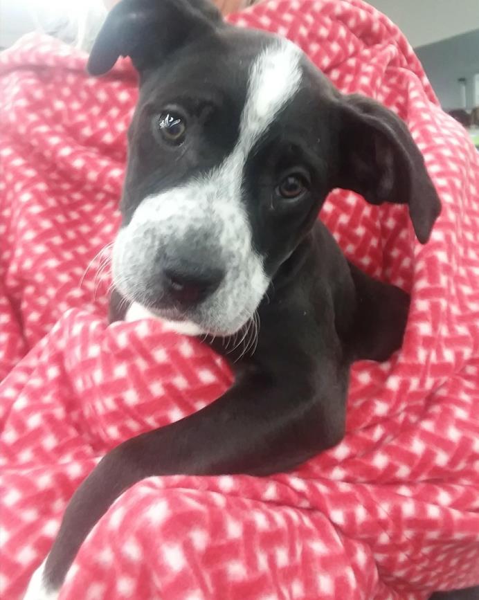 Adopt Minnie a Black - with White Great Dane / Mixed dog in Plainfield