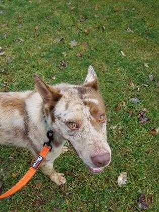 Adopt Heeldoggo a Red/Golden/Orange/Chestnut Australian Cattle Dog / Mixed dog