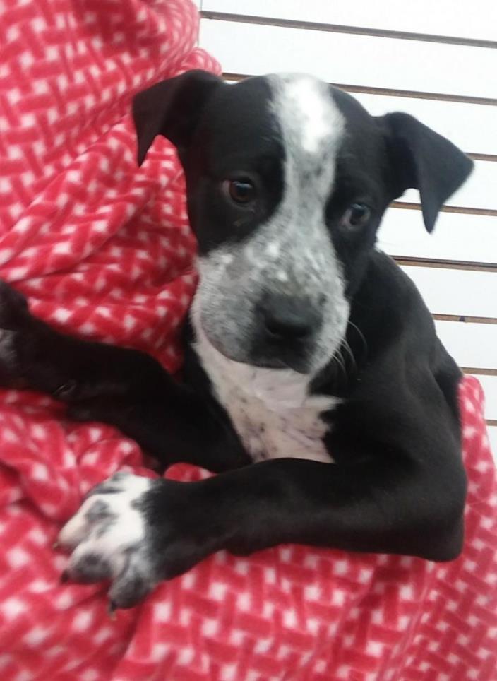 Adopt Moana a Black - with White Great Dane / Mixed dog in Plainfield