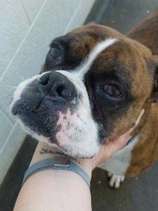 Adopt Brooke a Black Boxer / Mixed dog in Staunton, VA (24255875)