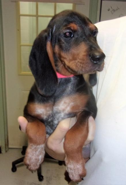 Adopt Agnes a Beagle / Black and Tan Coonhound / Mixed dog in Greeneville