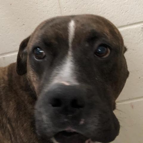 Adopt Lucky a Brindle Pit Bull Terrier dog in Chatham, VA (24688933)