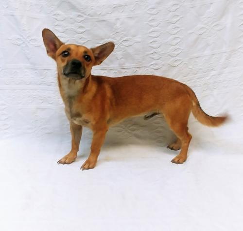 Adopt Zeke (3463) a Terrier