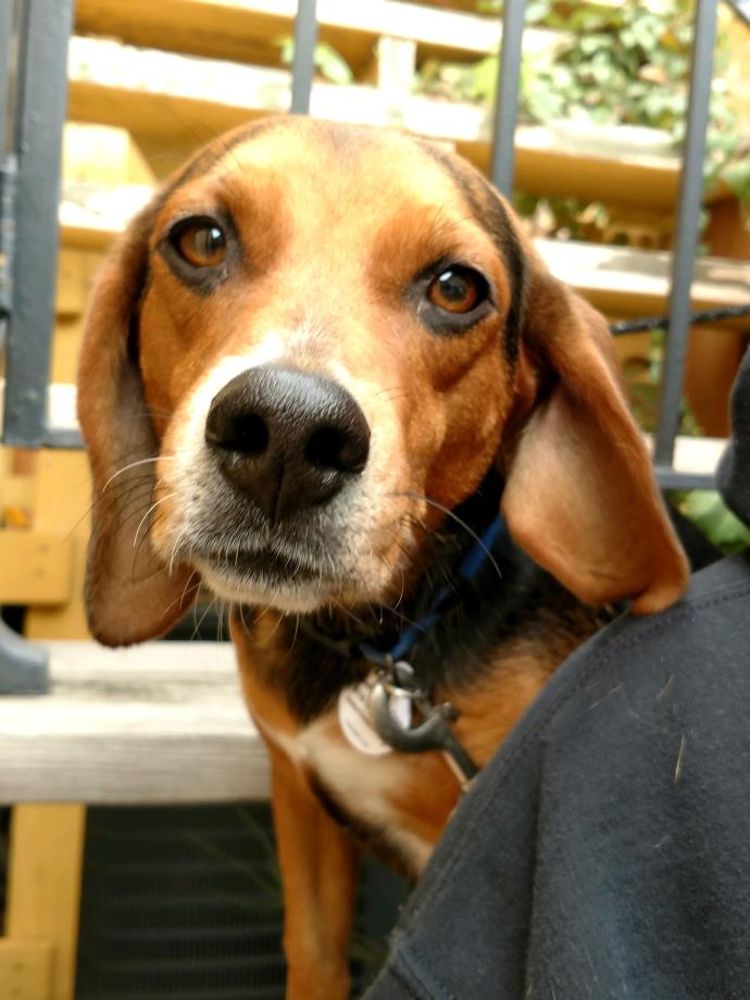 Adopt Gunner a Beagle